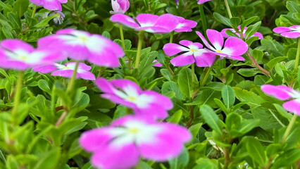 purple flowers in the garden