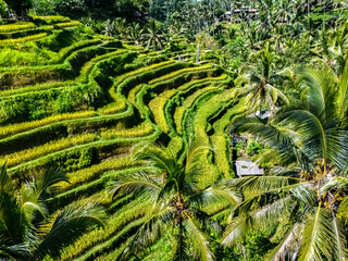 Fototapeta premium Tegallalang rice terrace in the Gianyar Regency, Bali, Indonesia