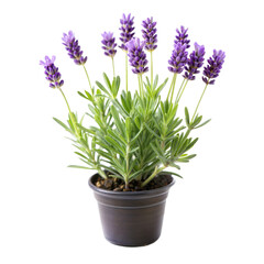 Fototapeta premium Little Lavender Plant isolated on white background