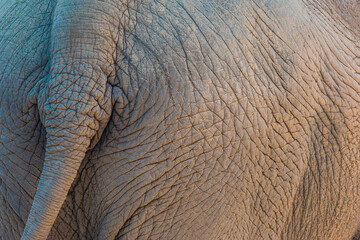 close up of a elephant tail
