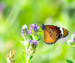 Danaus chrysippus, also known as the plain tiger, African queen, or African monarch, is a medium-sized butterfly widespread in Asia, Australia and Africa. It belongs to the Danainae subfamily of the b
