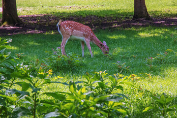 Baby deer Bambi in the grass in summer on a Sunny day