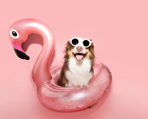 Portrait summer Australian Shepherd dog  puppy going on vacations inside a flamingo float. Isolated on Pink pastel color solid background