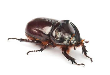 European rhinoceros beetle (Oryctes nasicornis) is a large flying beetle  isolated on white
