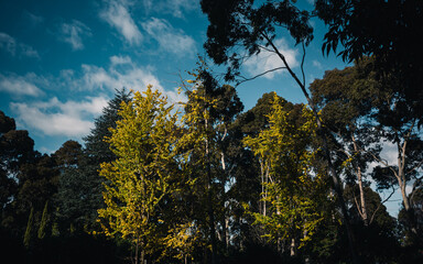 Trees in the park