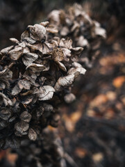 Dry flowers