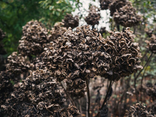 Dry flowers