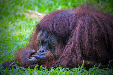 Facial expressions of male Bornean orangutan