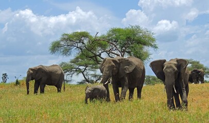 a herd of african bush elephants with a baby elephant on a savanna on a sunny day  on safari  in...