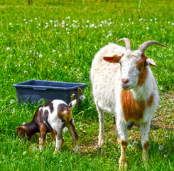 Hausziege (Capra aegagrus hircus)