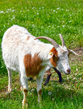 Hausziege (Capra aegagrus hircus)