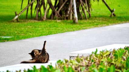 公園で毛繕いする猫
