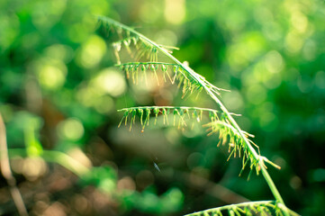 green leaf in the wild with background blur