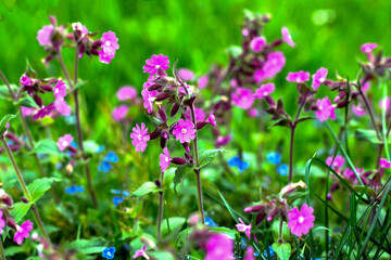 Rote Lichtnelke (Silene dioica)