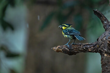 Green backed tit bird perched on a branch with use of selective focus 