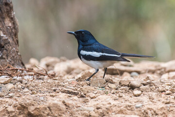Oriental magpie robin bird resting with use of selective focus