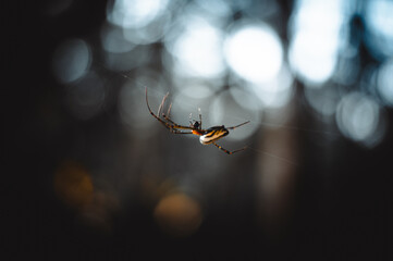 small spider hanging from its web with blurred background