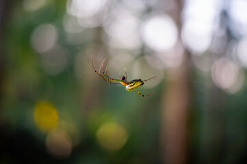 small spider hanging from its web with blurred background
