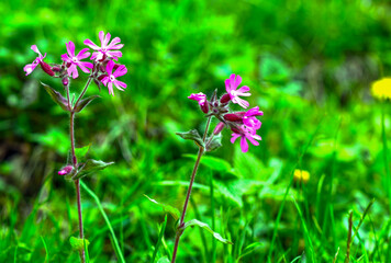 Rote Lichtnelke (Silene dioica)