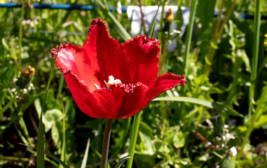 Bright red tulip on the background of grass and dandelions - horizontal photo, close-up