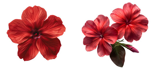 Red flower set PNG. Set of red phlox flowers isolated. Red phlox flower PNG. Red flower top view PNG. Phlox flower flat lay isolated. Summertime bloom of a phlox flower