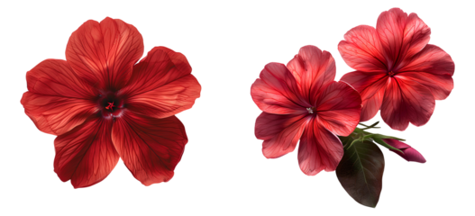 Red flower set PNG. Set of red phlox flowers isolated. Red phlox flower PNG. Red flower top view PNG. Phlox flower flat lay isolated. Summertime bloom of a phlox flower