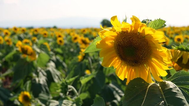 sunflower field with sky background, honeybee