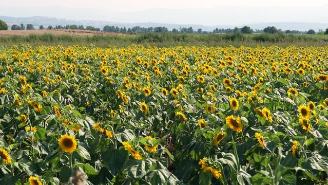 sunflower field, wide shot