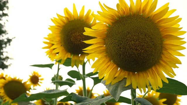 two beautiful sunflowers, fixed plan