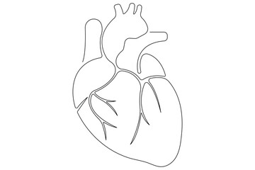 Continuous one line of human heart drawing Anatomical heart outline vector illustration