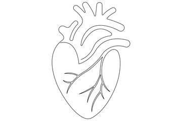 Continuous one line of human heart drawing Anatomical heart outline vector illustration
