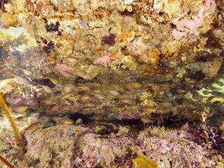 ホンダワラの森にいる、美しいクロホシイシモチ（テンジクダイ科）他の幼魚の群れ。

日本国神奈川県三浦市荒井浜。
2024年6月撮影。

A school of beautiful Spotnape cardinalfish (Ostorhinchus notatus) and other juvenile fish in a Seaweed Forest (Sargassum fulvellum)