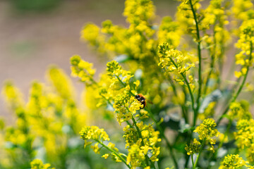 Obraz premium 菜の花とマルハナバチ