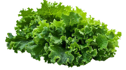 Lettuce, crisp, realistic, Blend mode, on transparent png background, high detail.