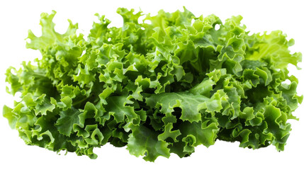 Obraz premium realistic Lettuce, Blend mode, on transparent png background, high detail.