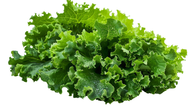 Lettuce, crisp, realistic, Blend mode, on transparent png background, high detail.