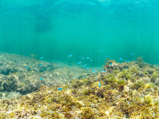 ホンダワラの森に集まる、美しいソラスズメダイ（スズメダイ科）他の群れ。  日本国神奈川県三浦市荒井浜。 2024年6月撮影。   A school of beautiful Heavenly Damselfish (Pomacentrus coelestis) and other juvenile fish in a Seaweed Forest (Sargassum fulvellum).  A © d3_plus