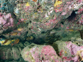 水中洞窟にいる、美しいクロホシイシモチ（テンジクダイ科）とハコフグ（ハコフグ科）、ゴンズイ（ゴンズイ科）他の群れ。

日本国神奈川県三浦市荒井浜。
2024年6月撮影。

A school of beautiful Spotnape cardinalfish (Ostorhinchus notatus) and Boxfish (Ostracion immaculatus), Spotnape c