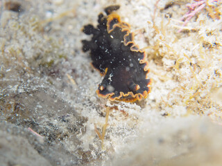 美しいクロシタナシウミウシ（クロシタナシウミウシ科）。

日本国神奈川県三浦市荒井浜。
2024年6月撮影。

The Beautiful Sea slug (Dendrodoris Fumata).

Araihama Beach, Miura, Kanagawa, Japan - Jun 8, 2024.
