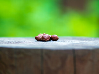 Several hazelnuts lying on a stump as a treat for forest animals.