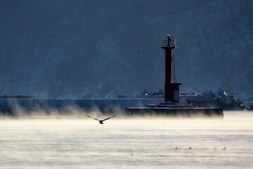 Seabirds and winter port