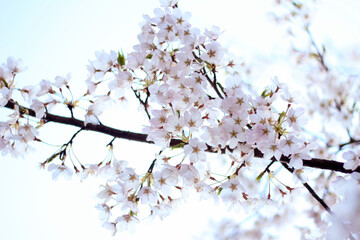 cherry tree blossom sakura