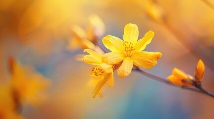 Close up image of a forsythia bloom detailed view against a blurred background