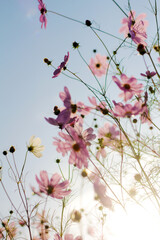 cosmos flowers in the wind