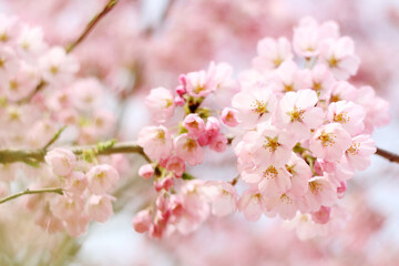 cherry blossoms sakura