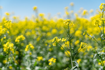 Obraz premium 青空と菜の花