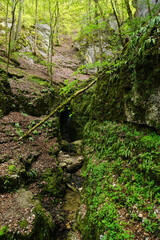 Fototapeta premium Wolfsschlucht am Premiumwanderweg Hohenwittlingensteig; Biosphärengebiet Schwäbische Alb; Baden Württemberg; Deutschland;