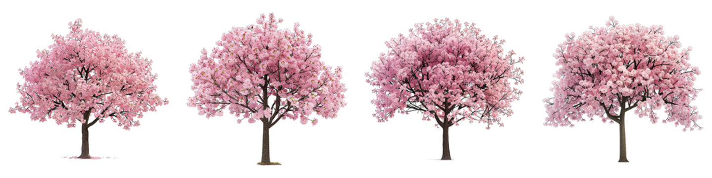 Set of Spring Cherry Blossom Tree isolated on transparent png background. Generative ai