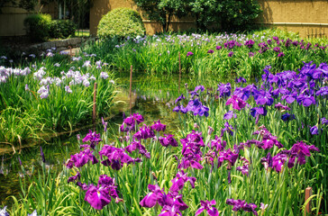 大阪、城北菖蒲園の花菖蒲