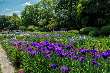 大阪、城北菖蒲園の風景
